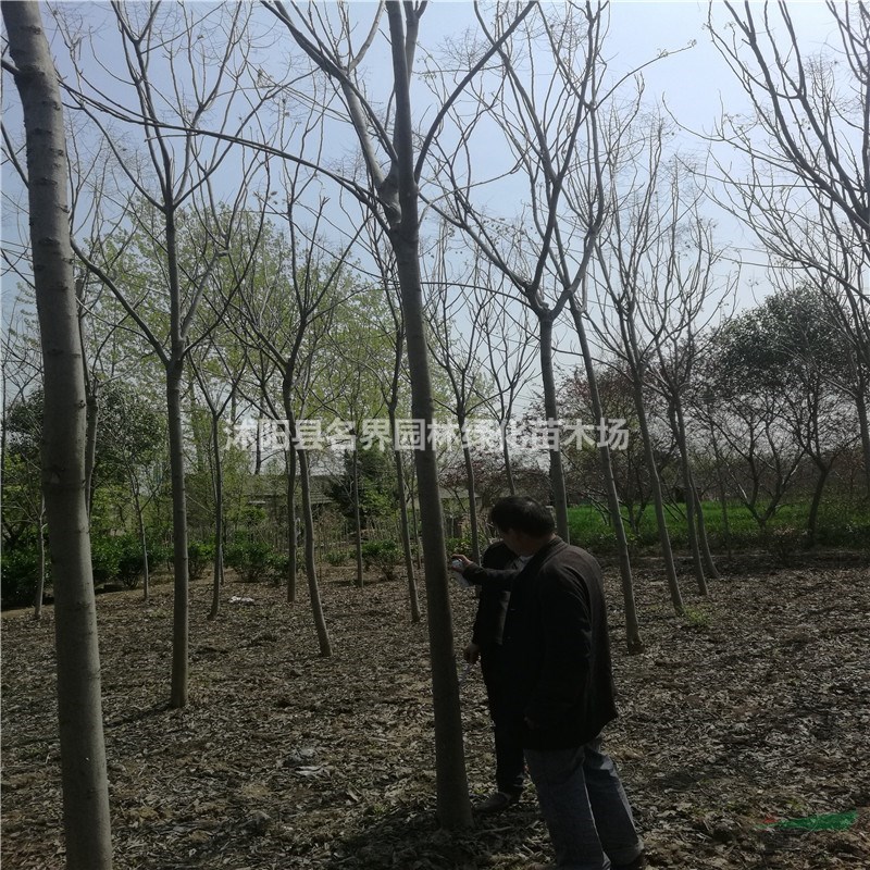 欒樹(shù)基地江蘇大量欒樹(shù)現(xiàn)苗甩賣
