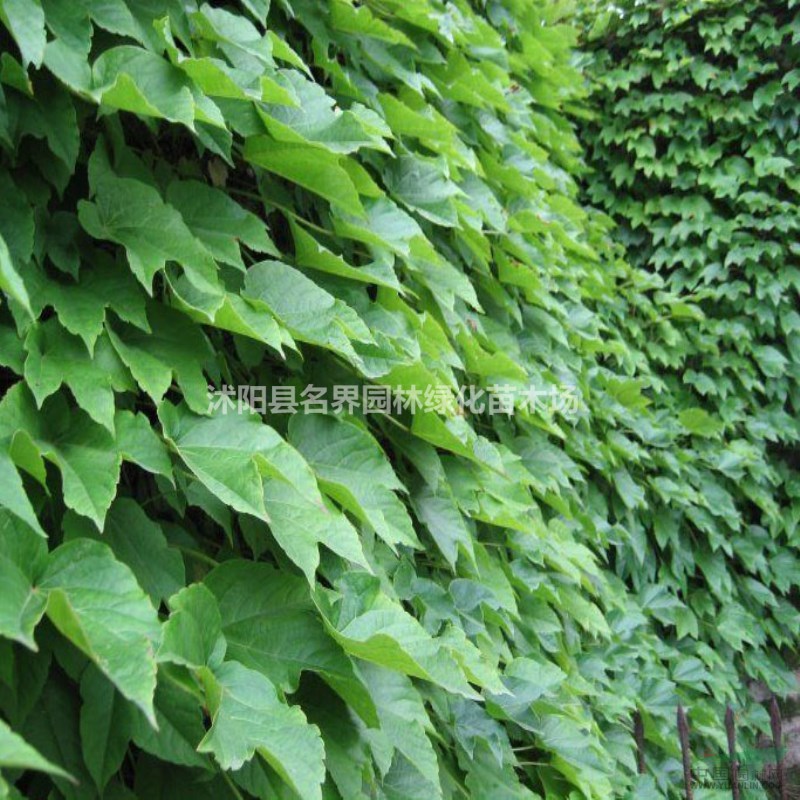 爬山虎基地江蘇大量爬山虎現(xiàn)苗促銷