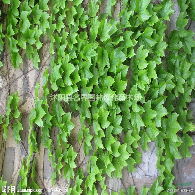 爬山虎基地江蘇大量爬山虎現(xiàn)苗促銷