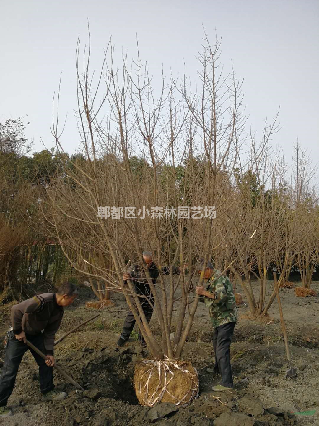 叢生元寶楓，高4米以上，5分枝以上