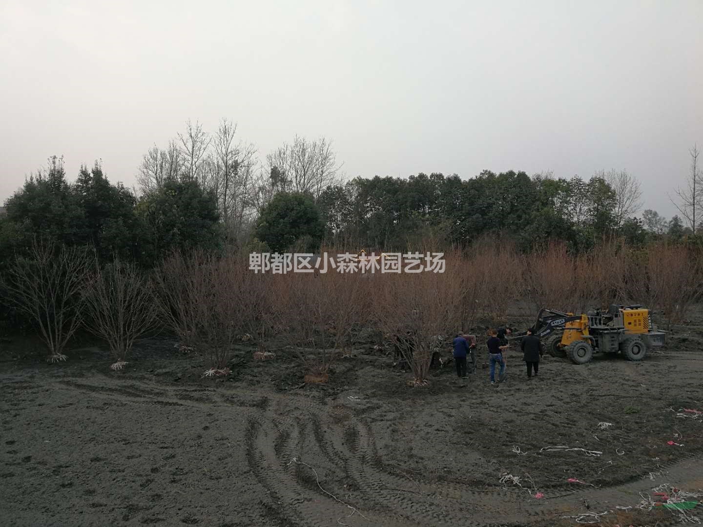 叢生元寶楓，高4米以上，5分枝以上