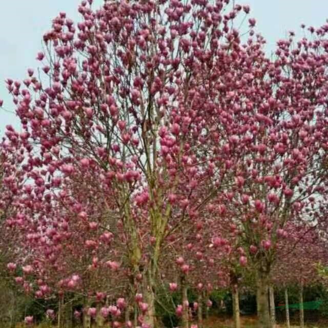 南陽(yáng)各種規(guī)格紅玉蘭 專供紅玉蘭 河南紅玉蘭價(jià)格