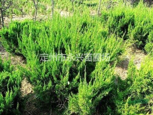小龙柏价格，小龙柏厂家，小龙柏种植基地