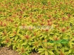 小龙柏价格，小龙柏厂家，小龙柏种植基地