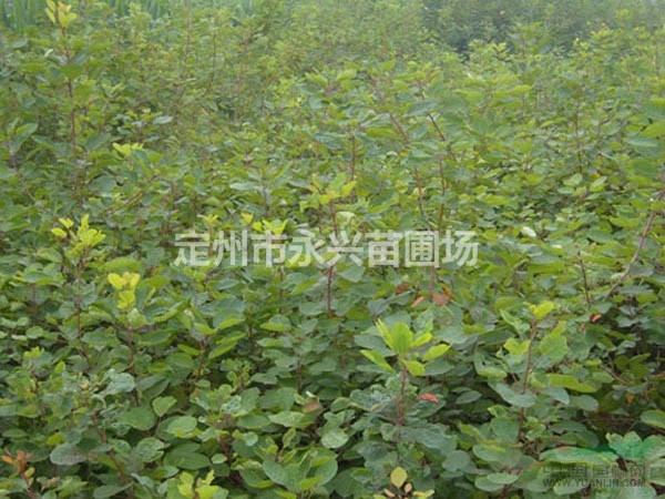 连翘球报价，华北连翘球，华北连翘种植基地