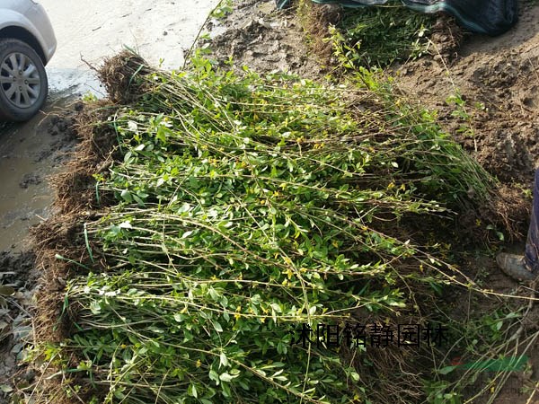 连翘球报价，华北连翘球，华北连翘种植基地