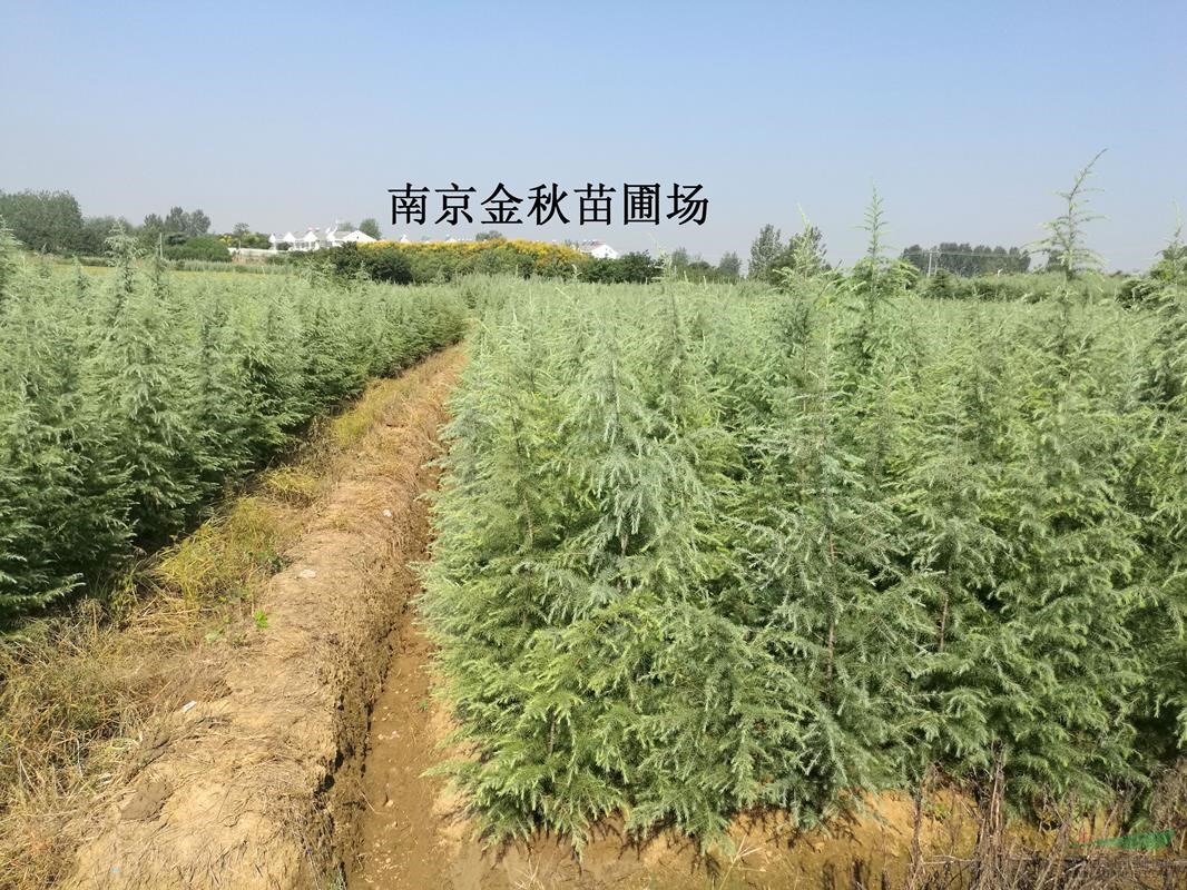 1.8米—2.2米高雪松上車(chē)價(jià)格
