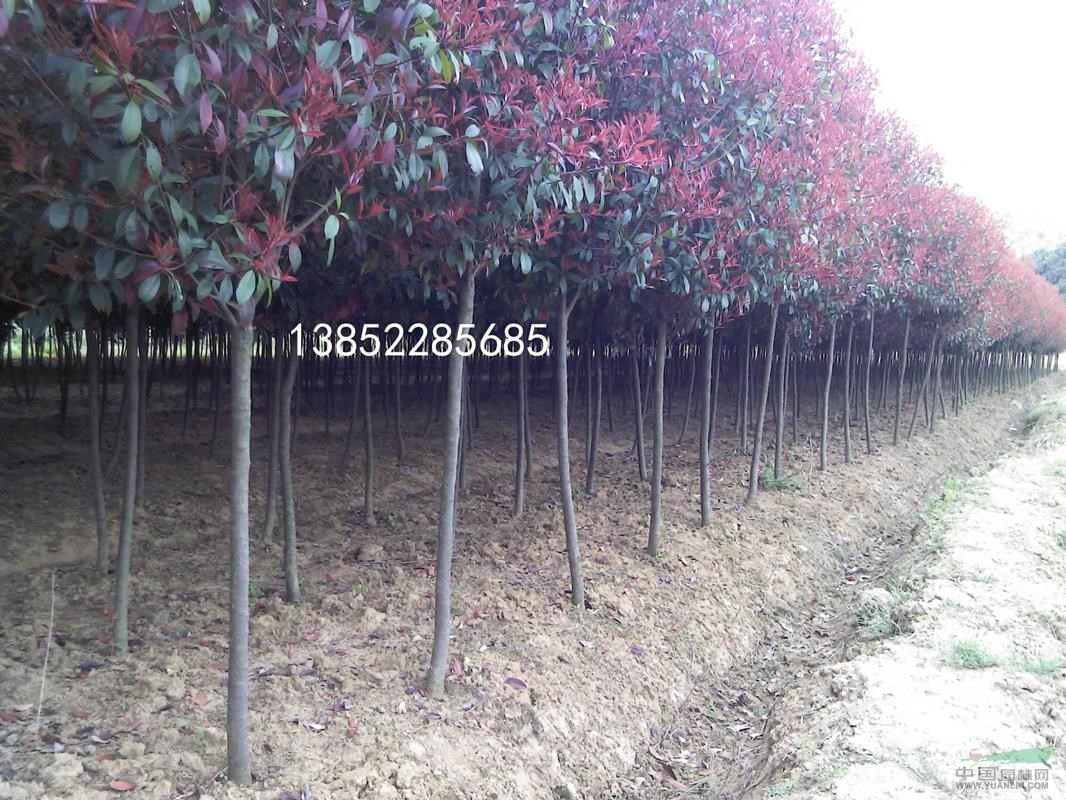 南京地區(qū)高桿紅葉石楠最新裝車價格