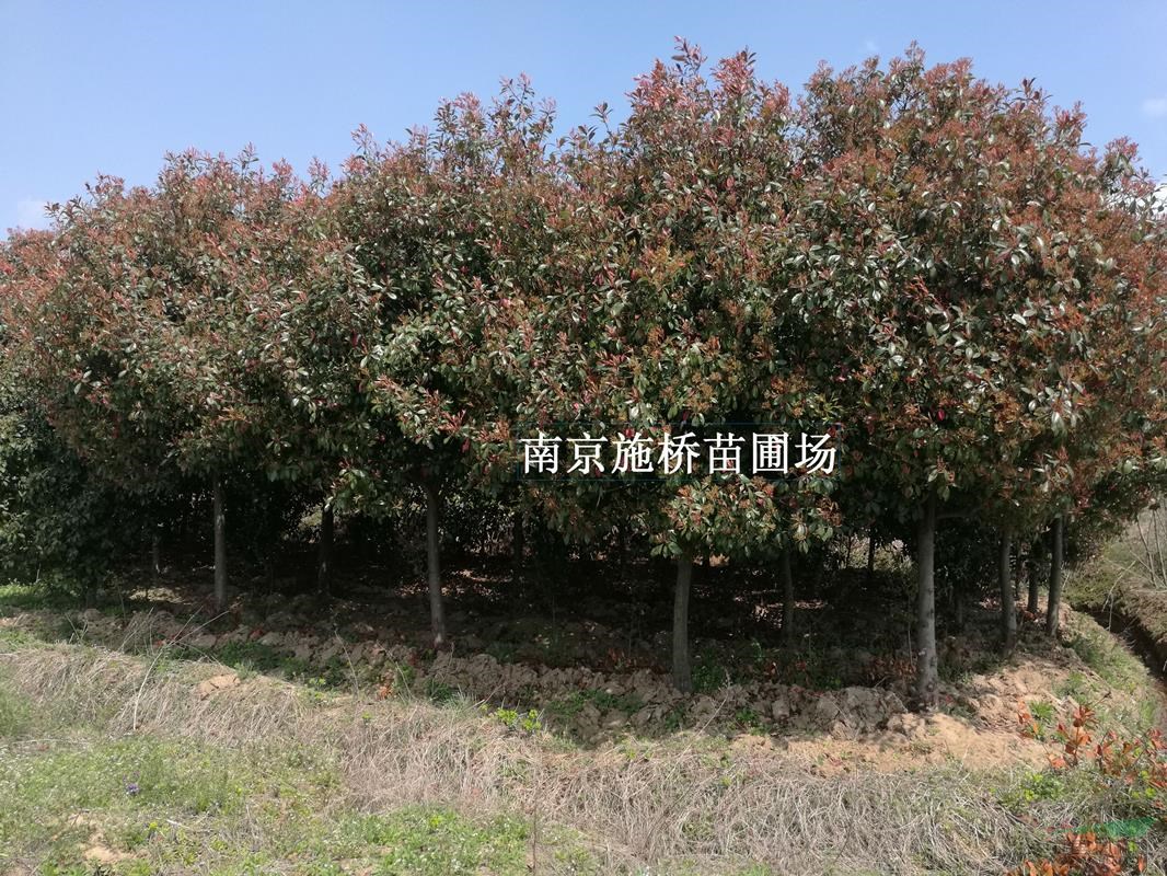 南京地區(qū)高桿紅葉石楠最新裝車價格