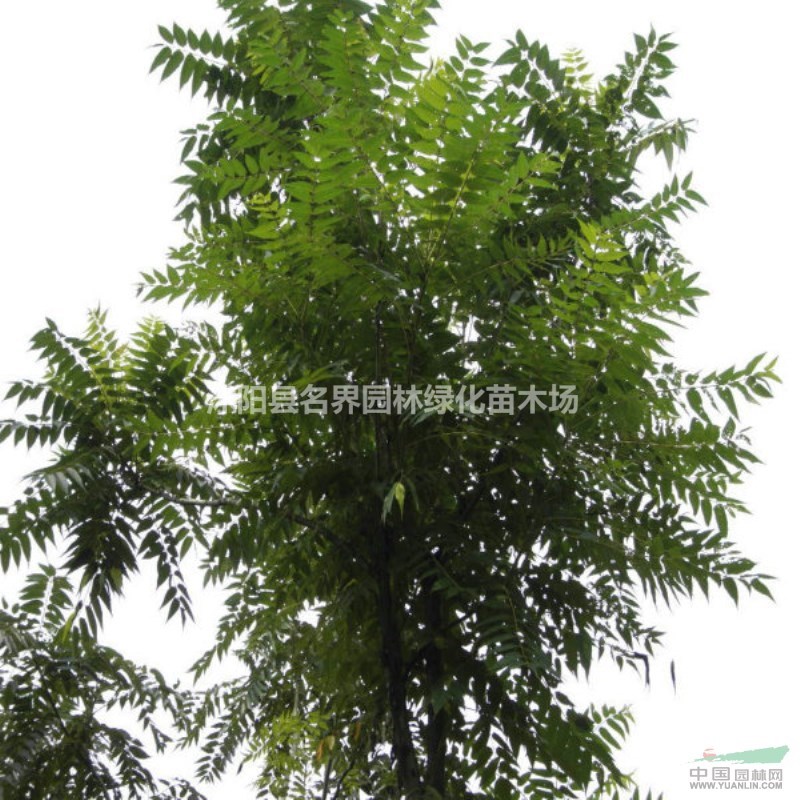 苗圃直銷樹勢(shì)健壯千頭椿 萌芽率高抗病性強(qiáng)千頭椿 