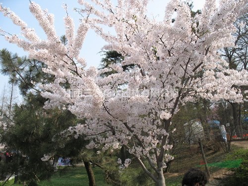 2017櫻花價格