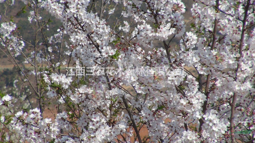 櫻花農(nóng)莊的垂枝櫻花，垂枝櫻花苗