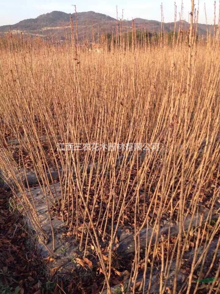  2018年櫻花觀光園，櫻花什么品種好看