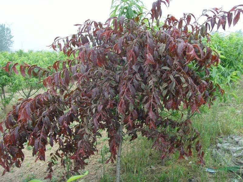 新品種紅運垂枝