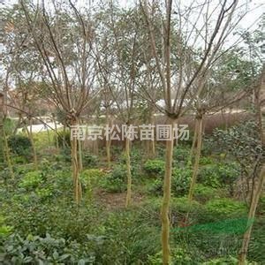南京紫薇出售精品5公分紫薇