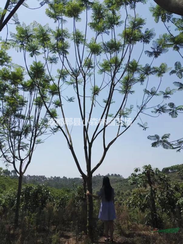 藍花楹、成都地區(qū)供應(yīng)12-25公分藍花楹