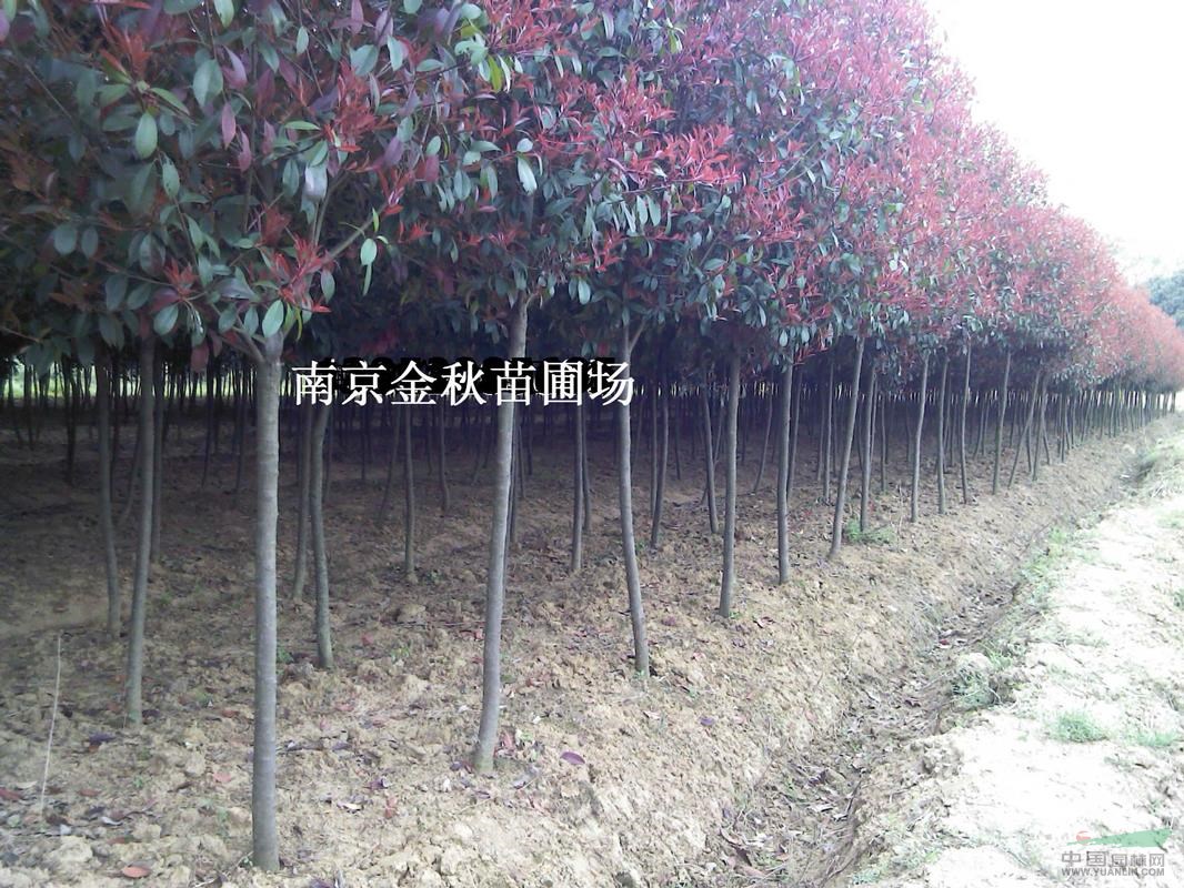 高桿紅葉石楠地徑5-6公分最新價格