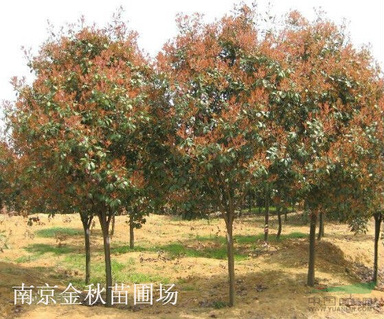 高桿紅葉石楠地徑5-6公分最新價格