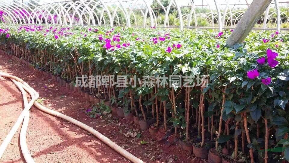 三角梅、九重葛、葉子花小苗