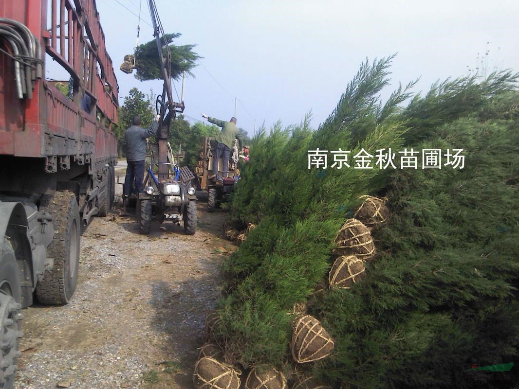 南京地區(qū)2米/2.5米/3米高蜀檜價格