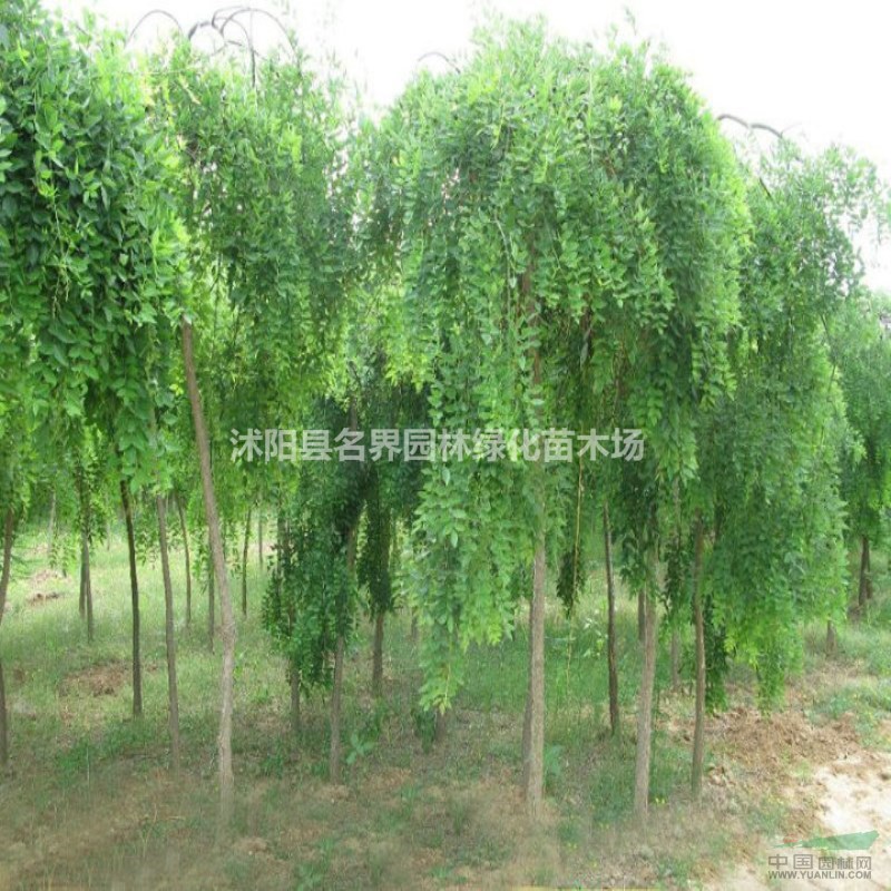 龍爪槐樹批發(fā) 綠化工程 規(guī)格全 園林庭院觀賞造型