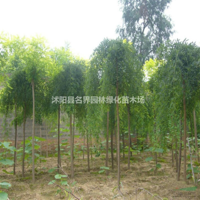 龍爪槐樹批發(fā) 綠化工程 規(guī)格全 園林庭院觀賞造型