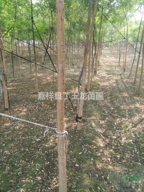 胸徑8公分國槐價格（行道樹常用規(guī)格，移栽成活率高）