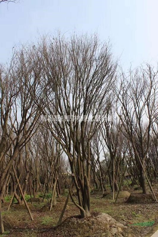 茶條槭、叢生茶條槭、熟貨插條槭、精品茶條槭熟貨批發(fā)基地