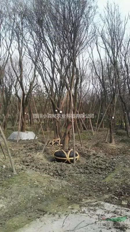 茶條槭，叢生茶條槭，熟貨茶條槭，精品茶條槭熟貨批發(fā)基地
