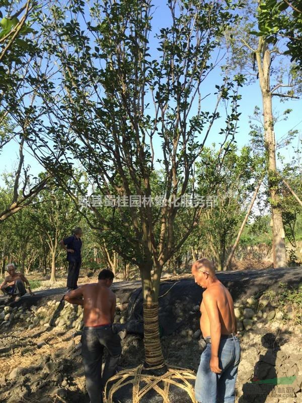 香泡、叢生香泡、成都香泡批發(fā)基地