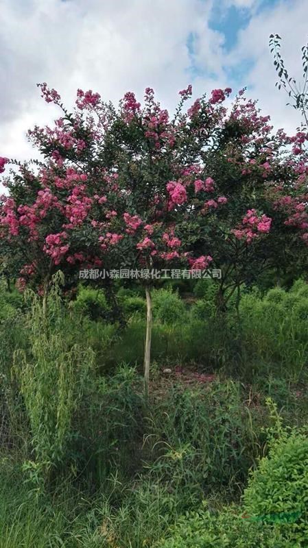 四川精品紫薇基地，高桿紫薇，叢生紫薇，低分枝紫薇，大紅二紅