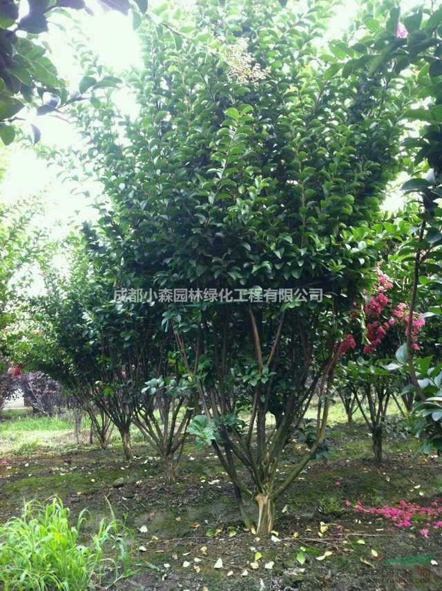 四川精品紫薇基地，高桿紫薇，叢生紫薇，低分枝紫薇，大紅二紅