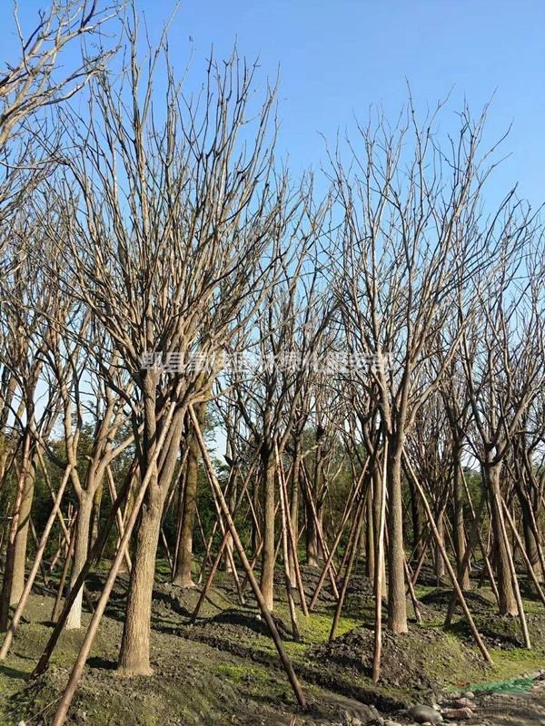 成都熟貨國(guó)槐、國(guó)槐批發(fā)基地、四川國(guó)槐