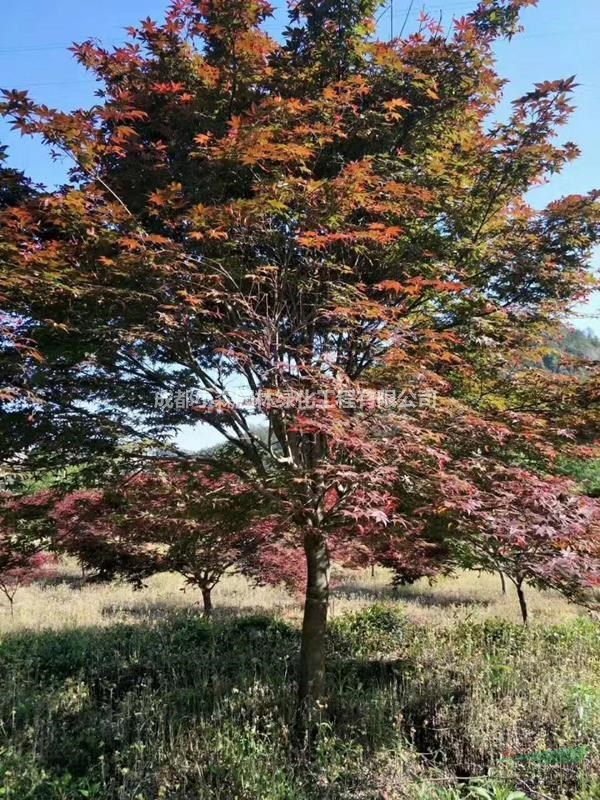 四川日本红枫基地,低分枝日本红枫,青枫批发,熟货红枫图片