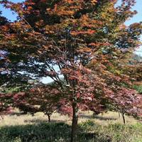 四川日本紅楓基地，低分枝日本紅楓，青楓批發(fā)，熟貨紅楓