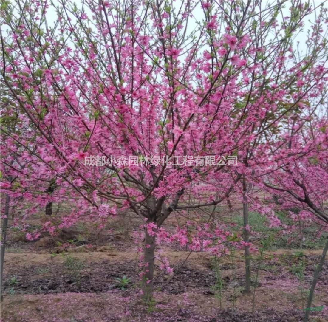 四川碧桃基地，精品青葉碧桃，紅葉碧桃