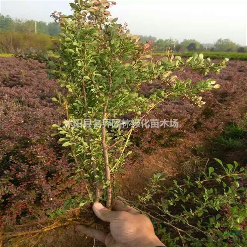 紅葉小檗基地沭陽(yáng)大量紅葉小檗現(xiàn)貨急售