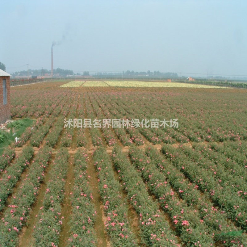 批發(fā)月季 樹狀月季 盆景樹樁月季 大花 工程園林綠化苗木花卉