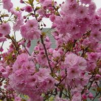 日本櫻花報價，日本櫻花廠家，日本櫻花直銷*選永興苗圃