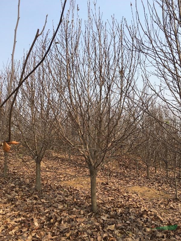 南陽玉蘭基地專供：1-30公分紫玉蘭、紅玉蘭！