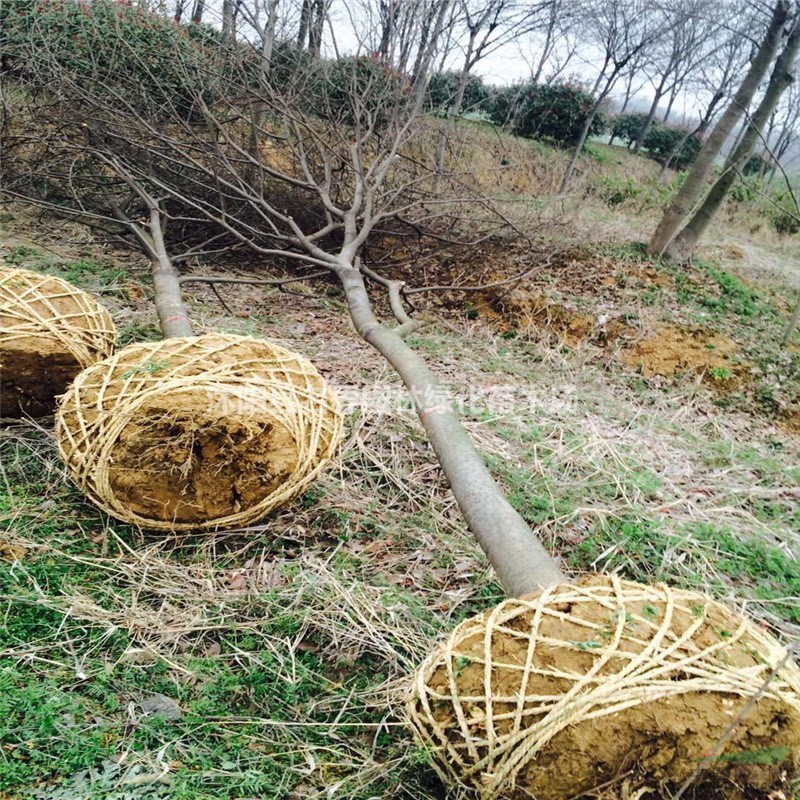 櫸樹基地江蘇大量櫸樹現(xiàn)苗促銷