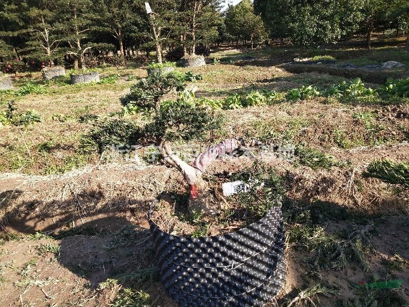 浙江地區(qū)供應(yīng)造型羅漢松，羅漢松盆景，雀舌羅漢松毛胚