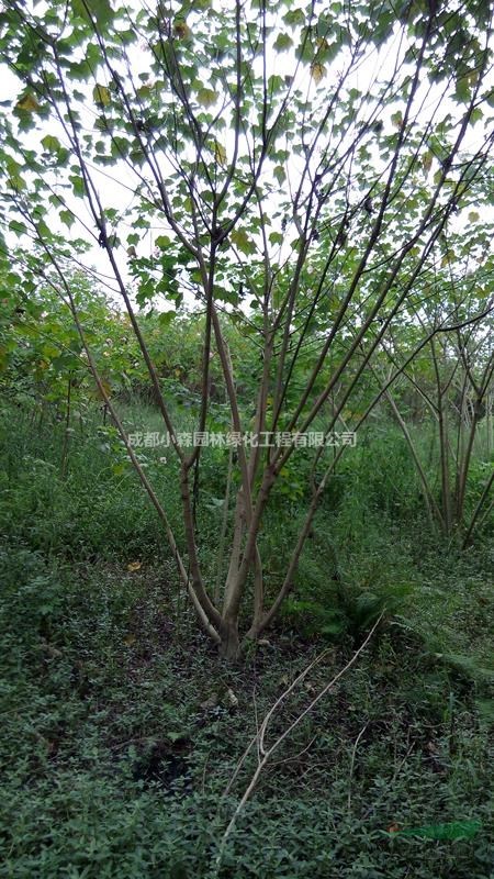 成都精品木芙蓉，木芙蓉基地，截桿木芙蓉