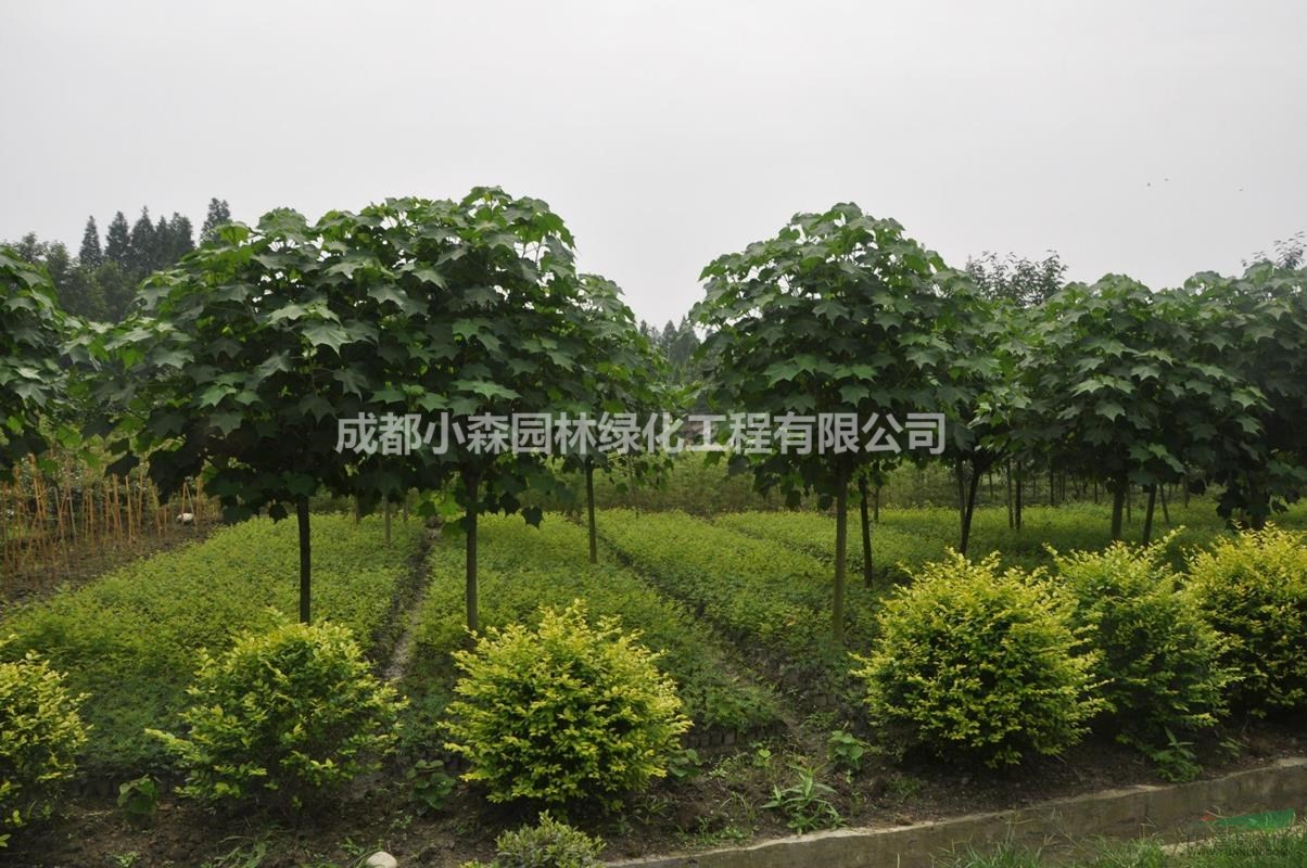 成都精品木芙蓉，木芙蓉基地，截桿木芙蓉
