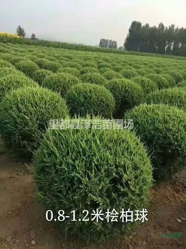 圓柏基地圓柏種植圓柏報價圓柏多少錢定州圓柏圓柏哪家好優(yōu)質(zhì)圓柏