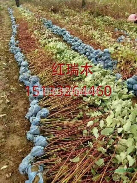 叢生紅瑞木供應(yīng)叢生紅瑞木叢生紅瑞木哪家好叢生紅瑞木價格