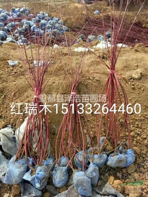 叢生紅瑞木供應(yīng)叢生紅瑞木叢生紅瑞木哪家好叢生紅瑞木價格
