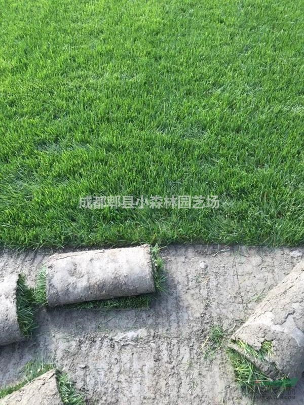 草坪、混播草坪、臺(tái)灣二號(hào)、百慕大、剪股穎