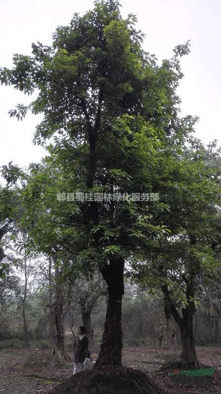 黃葛樹、成都黃葛樹、價格從優(yōu)