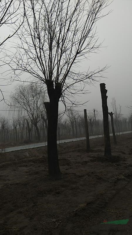 山東國槐基地